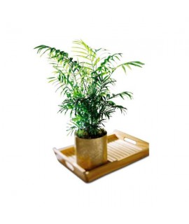Palm